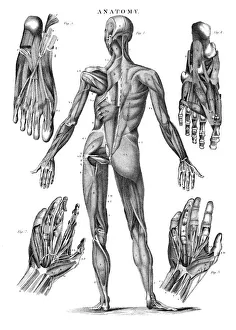 Magical world illustration/palmer illustrated collection/human muscles anatomy engraving 1878 Magical world illustration/palmer illustrated collection/human muscles anatomy engraving 1878
