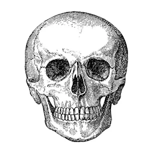 Human Skull and Bones available as Framed Prints, Photos, Wall Art