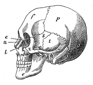 Human skull engraving 1872 Human skull engraving 1872