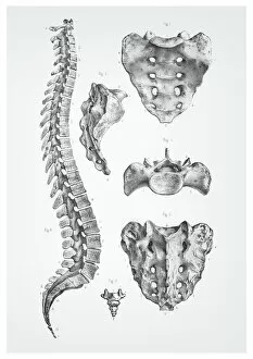 Biomedical Illustration Gallery: Human spine anatomy illustration 1866