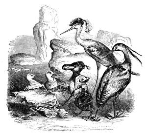 Humanized animals illustrations: Penguins and birds Humanized animals illustrations: Penguins and birds