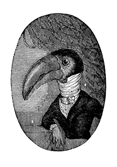 Humanized animals illustrations: Portrait of toucan Humanized animals illustrations: Portrait of toucan