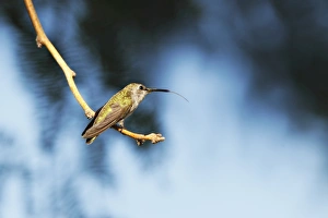<b class=qtipBold><figcaption>Hummingbird</figcaption></b><br>Sticking out his tongue as he is perched on this little twig.<br><em>© 2010-2011 Susan Gary</em> Hummingbird
