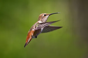 <b class=qtipBold><figcaption>Hummingbird</figcaption></b><br>Allen's Hummingbird (Female).<br><em>© Phoo Chan</em> Hummingbird