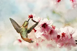 <b class=qtipBold><figcaption>Hummingbird in blossoms</figcaption></b><br>Allen Hummingbird with plum blossom tree.<br><em>© 2010-2011 Susan Gary</em> Hummingbird in blossoms