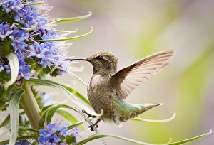 <b class=qtipBold><figcaption>Hummingbird Closeup</figcaption></b><br>An Anna's hummingbird clings to the slender leafy foliage of the Pride of Madeira plant while extracting nectar from the flowers.<br><em>© 2010-2011 Susan Gary</em> Hummingbird Closeup