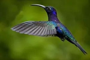 Images Dated 25th January 2009: Hummingbird, Costa Rica