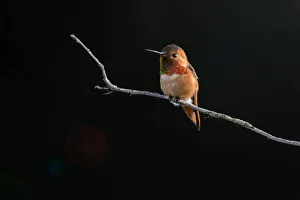 <b class=qtipBold><figcaption>Hummingbird against Dark Background</figcaption></b><br>A male Hummingbird perching against the dark background at the Santa Cruz Arboretum, CA<br><em>© 2016 Phoo Chan</em> Hummingbird against Dark Background