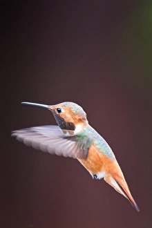 <b class=qtipBold><figcaption>Hummingbird on flight</figcaption></b><br>Hummingbird on flight.<br><em>© Phoo Chan</em> Hummingbird on flight