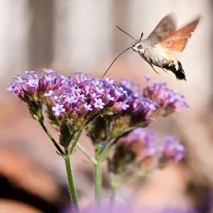 Hummingbird Hawk Moth feeding on Verbena flowers Hummingbird Hawk Moth feeding on Verbena flowers
