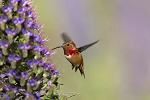 <b class=qtipBold><figcaption>Hummingbird iridescence captured</figcaption></b><br>Always happy to capture the iridescence lit up by a certain angle of the sun of the Allen's Hummingbird!<br><em>© @ 2013 Susan Gary</em> Hummingbird iridescence captured