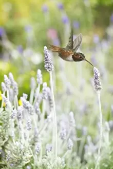 Images Dated 19th March 2011: Hummingbird among lavender