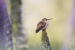 <b class=qtipBold><figcaption>Hummingbird Pondering Springtime</figcaption></b><br>Cute little hummingbird perched on top of a stalk of Pride of Madeira flowers<br><em>© 2013 Susan Gary</em> Hummingbird Pondering Springtime