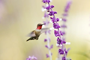 Hummingbird at purple and white wildflowers Hummingbird at purple and white wildflowers