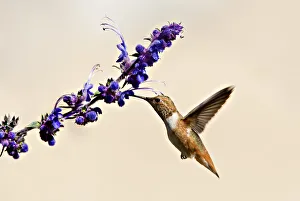 <b class=qtipBold><figcaption>Hummingbird & purple wildflowers</figcaption></b><br>Rufous Hummingbird tastes nectar of these pretty purple flowers.<br><em>© 2010-2011 Susan Gary</em> Hummingbird & purple wildflowers