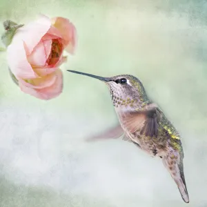 <b class=qtipBold><figcaption>Hummingbird and Ranunculus</figcaption></b><br>Close up of hummingbird in-flight and pink ranunculus flower.<br><em>© 2010-2011 Susan Gary</em> Hummingbird and Ranunculus