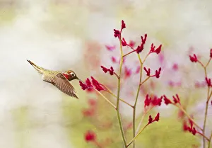 <b class=qtipBold><figcaption>Hummingbird at Red Wildflowers</figcaption></b><br>Textured for painterly effect, a hummingbird as he flies to vibrant red wildflowers<br><em>© 2012 Susan Gary</em> Hummingbird at Red Wildflowers
