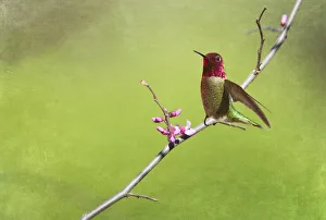 <b class=qtipBold><figcaption>Hummingbird with spring blossoms</figcaption></b><br>Textured image of Allen's Hummingbird perched on twig of blossom tree.<br><em>© 2012 Susan Gary</em> Hummingbird with spring blossoms