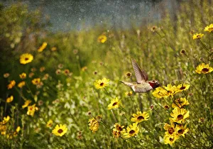 <b class=qtipBold><figcaption>Hummingbird and sunflowers</figcaption></b><br>Hummingbird in field of California Sunflowers.<br><em>© 2010-2011 Susan Gary</em> Hummingbird and sunflowers