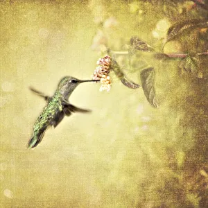 <b class=qtipBold><figcaption>Hummingbird with Vintage Texture</figcaption></b><br>A vintage, textured image of an Anna's hummingbird tasting the nectar of these spring blossoms<br><em>© 2009-2010 Susan Gary</em> Hummingbird with Vintage Texture
