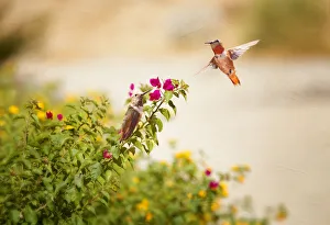 <b class=qtipBold><figcaption>Hummingbirds</figcaption></b><br>Two hummingbirds among bougainvillea flower.<br><em>© 2012 Susan Gary</em> Hummingbirds