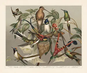 Hummingbirds (Trochilinae), chromolithograph, published in 1897 Hummingbirds (Trochilinae), chromolithograph, published in 1897
