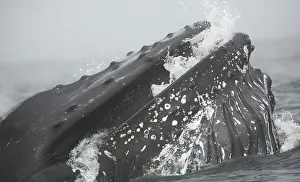 <b class=qtipBold><figcaption>Humpback Whale</figcaption></b><br>A humpback whale lunge feeds in Monterey Bay, California.<br><em>© 2017 Chase Dekker Wild-Life Images</em> Humpback Whale