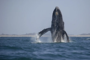 <b class=qtipBold><figcaption>Humpback Whale Breaching</figcaption></b><br>A humpback whale breaches out of the waters of Monterey Bay, California.<br><em>© 2015 Chase Dekker Wild-Life Images</em> Humpback Whale Breaching