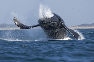 <b class=qtipBold><figcaption>Humpback Whale Breaching</figcaption></b><br>A humpback whale breaches out of the waters of Monterey Bay, California.<br><em>© 2015 Chase Dekker Wild-Life Images</em> Humpback Whale Breaching