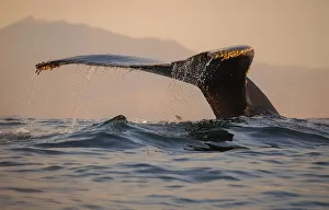<b class=qtipBold><figcaption>Humpback Whale Fluke</figcaption></b><br>A humpback whale dives into the waters of Monterey Bay, California.<br><em>© 2015 Chase Dekker Wild-Life Images</em> Humpback Whale Fluke