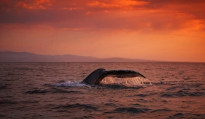 <b class=qtipBold><figcaption>Humpback Whale Fluke</figcaption></b><br>A humpback whale dives into the waters of Monterey Bay, California.<br><em>© 2015 Chase Dekker Wild-Life Images</em> Humpback Whale Fluke