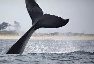 <b class=qtipBold><figcaption>Humpback Whale Tail Lobs</figcaption></b><br>A humpback whale tail lobs in Monterey Bay, California.<br><em>© 2015 Chase Dekker Wild-Life Images</em> Humpback Whale Tail Lobs