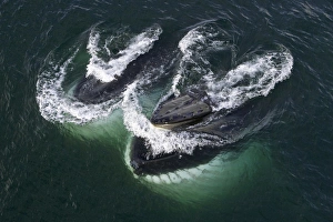 Humpback whales feeding, Antarctic Peninsula Humpback whales feeding, Antarctic Peninsula