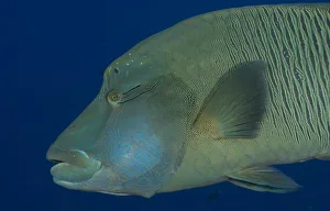 Humphead wrasse -Cheilinus undulatus-, Palau Humphead wrasse -Cheilinus undulatus-, Palau