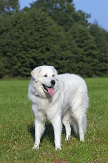 Hungarian Kuvasz -Canis lupus familiaris- male, guard dog Hungarian Kuvasz -Canis lupus familiaris- male, guard dog