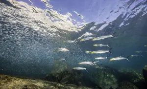 <b class=qtipBold><figcaption>Hunting School</figcaption></b><br>A large school of bait fish being hunted over the rocks at an area near the seal colony at Cabo Pulmo Marine Reserve.<br><em>© Wildestanimal 2015</em> Hunting School
