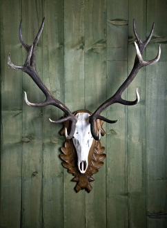 Hunting trophy, 14-point-antlers, mounted red deer antlers on a wooden wall Hunting trophy, 14-point-antlers, mounted red deer antlers on a wooden wall