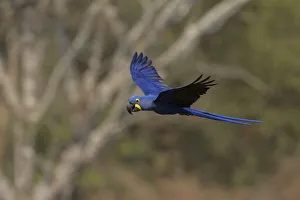 Hyacinth Macaw (Anodorhynchus hyacinthinus) Hyacinth Macaw (Anodorhynchus hyacinthinus)