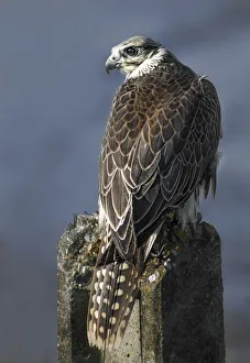 <b class=qtipBold><figcaption>Hybrid falcon</figcaption></b><br>Hybrid falcon saker falcon and gyrfalcon<br><em>© 2013silversaltphoto</em> Hybrid falcon