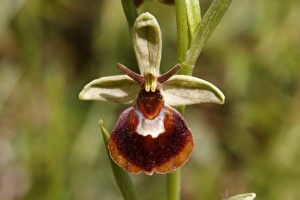 Hybrid of a Spider Orchid and a Bumblebee Orchid -Ophrys sphegodes x Ophrys holoserica Hybrid of a Spider Orchid and a Bumblebee Orchid -Ophrys sphegodes x Ophrys holoserica