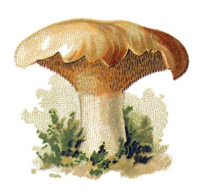 Hydnum repandum, commonly known as the sweet tooth, wood hedgehog or hedgehog mushroom Hydnum repandum, commonly known as the sweet tooth, wood hedgehog or hedgehog mushroom