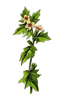 Hyoscyamus niger, commonly known as henbane, black henbane or stinking nightshade Hyoscyamus niger, commonly known as henbane, black henbane or stinking nightshade