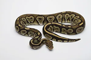 Hypo Black Head Hat Albino Ball Python or Royal Python -Python regius-, male Hypo Black Head Hat Albino Ball Python or Royal Python -Python regius-, male