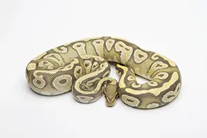 Prints of Hypo Mojave Ball Python or Royal Python -Python regius-, female Ball Python Prints: Hypo Mojave Ball Python Print