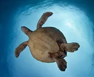 <b class=qtipBold><figcaption>I can fly</figcaption></b><br>Sipadan island sometimes named 'Turtle-island' because of large population of turtles.<br><em>© Andrey Narchuk</em> I can fly