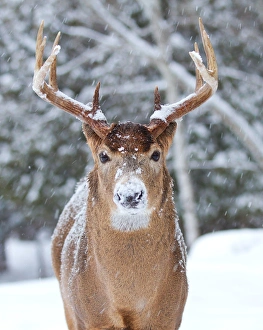 <b class=qtipBold><figcaption>I am not Rudolph</figcaption></b><br>White-tailed buck with nose full of snow.<br><em>© Jim Cumming</em> I am not Rudolph