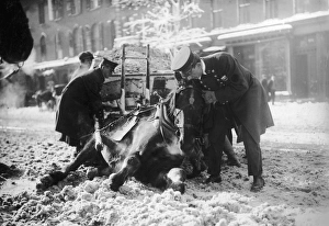 I Saw It Drinking; Policemen attempt to help up a horse that has collapsed due to I Saw It Drinking; Policemen attempt to help up a horse that has collapsed due to