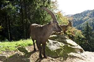 Ibex (Capra), Steinwasenpark in Freiburg im Breisgau, Baden-Wuerttemberg, Germany, Europe Ibex (Capra), Steinwasenpark in Freiburg im Breisgau, Baden-Wuerttemberg, Germany, Europe