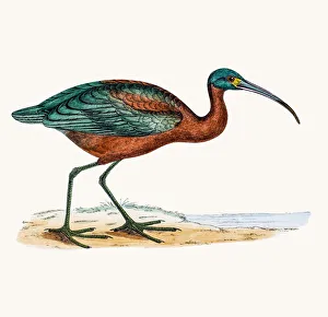 <b class=qtipBold><figcaption>Ibis bird</figcaption></b><br>A photograph of an original hand-colored engraving from The History of British Birds by Morris published in 1853-1891.<br><em>© mashuk</em> Ibis bird