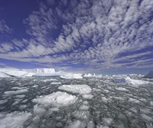 Icebergs, ice floes, Collins Bay, Antarctic Pen Icebergs, ice floes, Collins Bay, Antarctic Pen